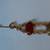 12 kt gold filled scarab bracelet VINTAGE 6 thumbnail