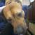 Rhodesian Ridgeback Mix 2 thumbnail