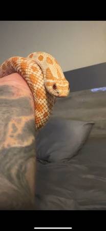 Albino Hognose Male ready to breed (Leesburg)63687863836163120