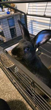 Dutch Rabbit (Lafayette)63680163229315120