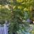 10 FOOT NORFOLK PINE 1 thumbnail