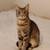 Friendly cat for sale 1 thumbnail