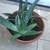 Terracotta pots with jade, aloe, Gasteria & tiger tooth aloe 4 thumbnail
