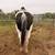 Paint mare 5 thumbnail