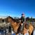 Tennessee Walker Gelding 1 thumbnail