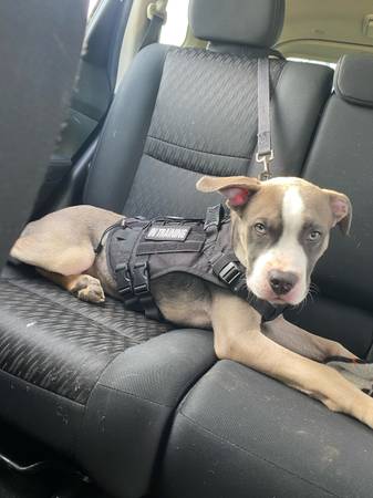 One year old mastiff pup for rehoming 1