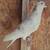 Iranian High Flyer Pigeons for Sale 5 thumbnail
