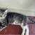 Mouse traps/kittens 4 thumbnail