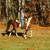 Gorgeous bay paint super fun gaited gelding 3 thumbnail