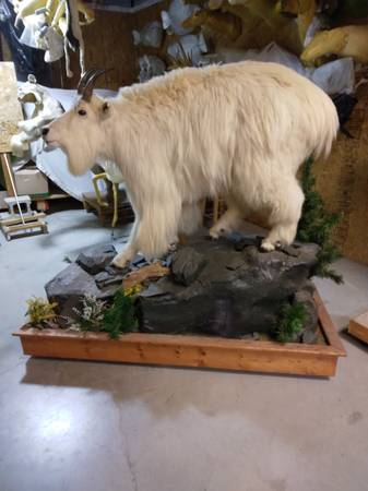 Beautiful Life-size mountain goat mount. 1