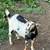 Nigerian Dwarf Goat Does -$200 10 thumbnail
