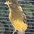 Singing Crested Male Canary 6 thumbnail