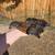 Black sex link pullets 1 thumbnail