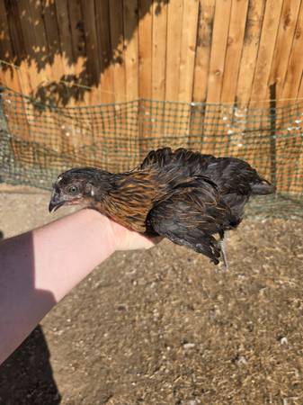 Black sex link pullets 1