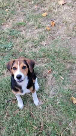 6 month female beagle (Odessa)63791636259201120