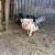 Mini pigs for sale 10 thumbnail