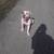 🐾 REAL WORLD DOG TRAINING & BOARDING – ANNAPOLIS | SPECIALS 🤩👀👇 8 thumbnail