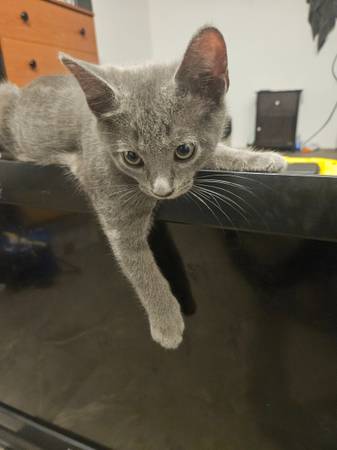 Beautiful kittens (Queens)63923588471682121