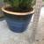 Healthy asparagus in a blue glazed pot 5 thumbnail