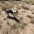 Female Mini Aussie 3 thumbnail