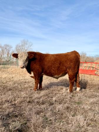 Registered Polled Hereford Bulls 1