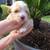 Sweet puppy girl 3 thumbnail