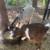Pygmy goats 3 thumbnail