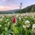 Multiple Lots OR Entire Farm * Owner Finance 16 thumbnail