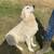 Livestock Guardian Puppies 3 thumbnail