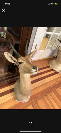 Taxidermy Mountain Reedbuck Antelope!! $300!! 1