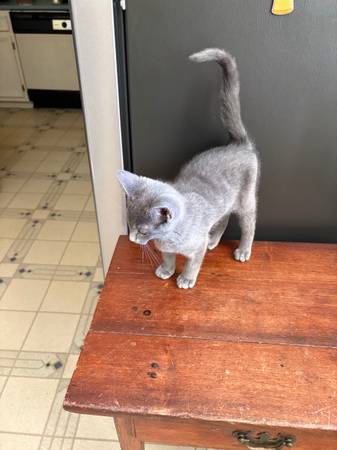 gatito gris busca un hogar527916515344394242