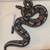 Snakes Available for Adoption 4 thumbnail