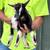 Nigerian Dwarf Goat Bucks for sale 3 thumbnail