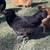 Beautiful Healthy Pullets 5 thumbnail