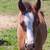 Pony 11 thumbnail