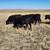 27 Short-Term Cows for Sale--Southern Johnson County, WY 1 thumbnail