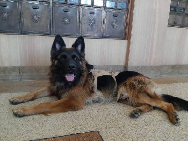 MISSING German Shepherd! (Ponderay)63970072565122121
