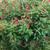 Blooming Now! Edible Salvia Elegans Hot Red Pineapple-Scented Sage1g. 12 thumbnail