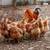 ISA Brown Laying Hens (LAYING NOW) 1 thumbnail