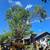 WNC Tree services looking to handle.any tree job or jobs you may have 5 thumbnail