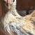 Bantam Chickens 8 thumbnail
