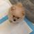 Pomeranian 5 thumbnail