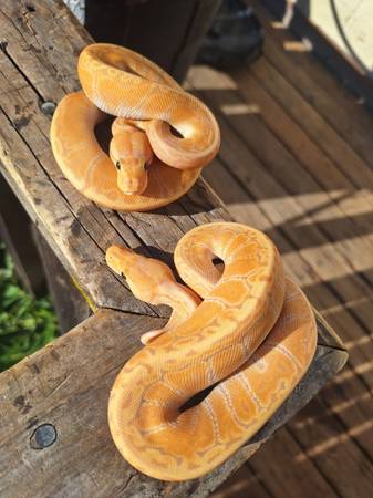 Crías de ball python combinación Banana disponibles (Fairfield)64291704165633120