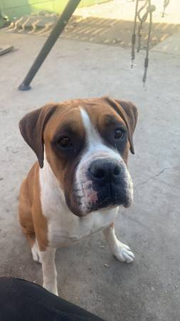 3 Adult Boxer Dogs for rehominig ASAP63679552789507120