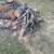 Cut up wild cherry tree limb for firewood /projects 6 thumbnail