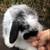 Holland Lop Bunny Rabbit - "Fluff" 2 thumbnail
