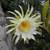 Epiphyllum 3 thumbnail