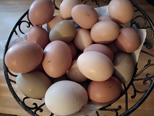 Free Range eggs 1
