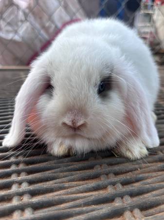 Holland Lop (El Cajon)548043143890216968