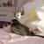 Kittens for free 11 thumbnail